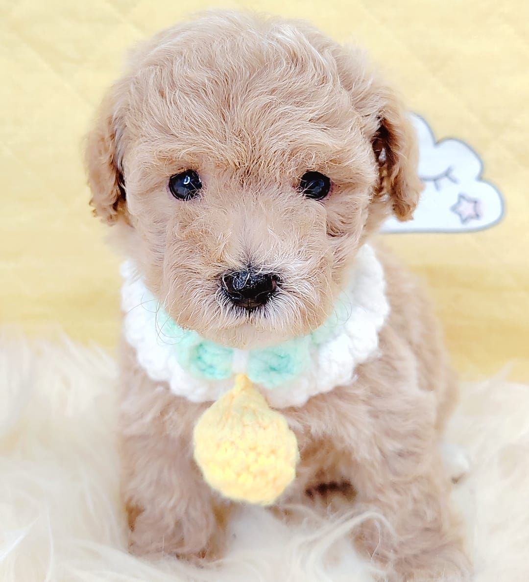 Poodle 娉拌开璐靛