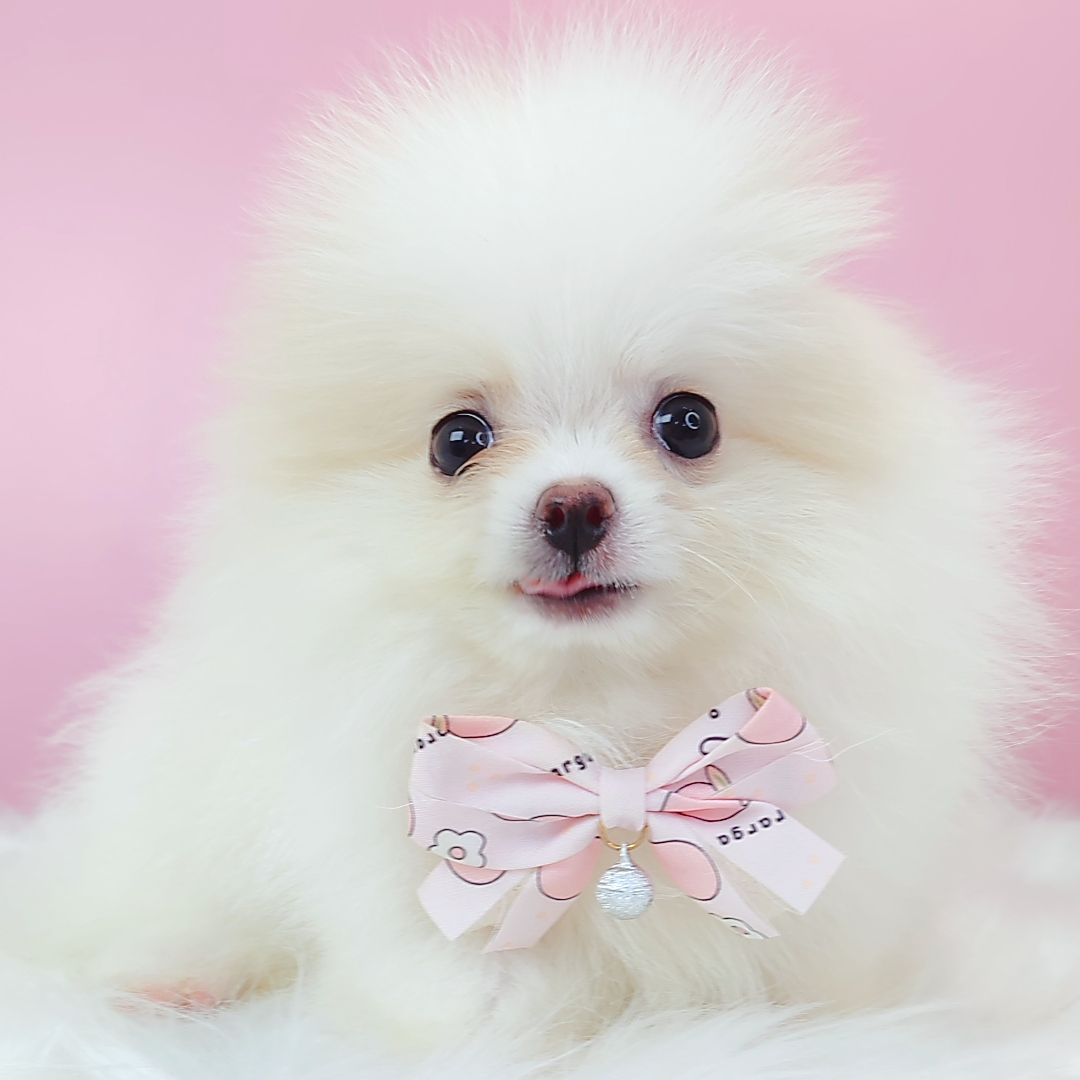 Pomeranian 博美