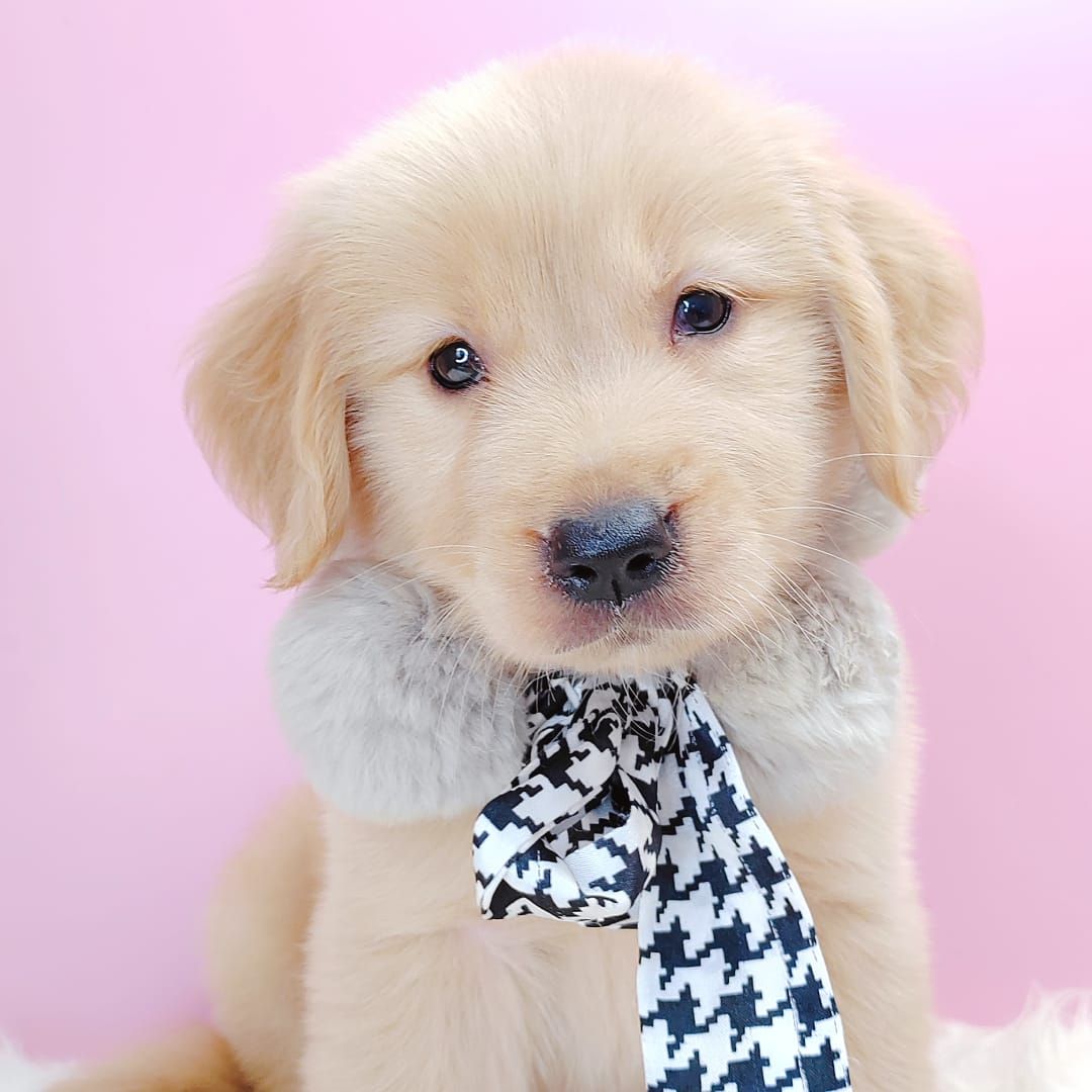 Golden Retriever 黄金猎犬