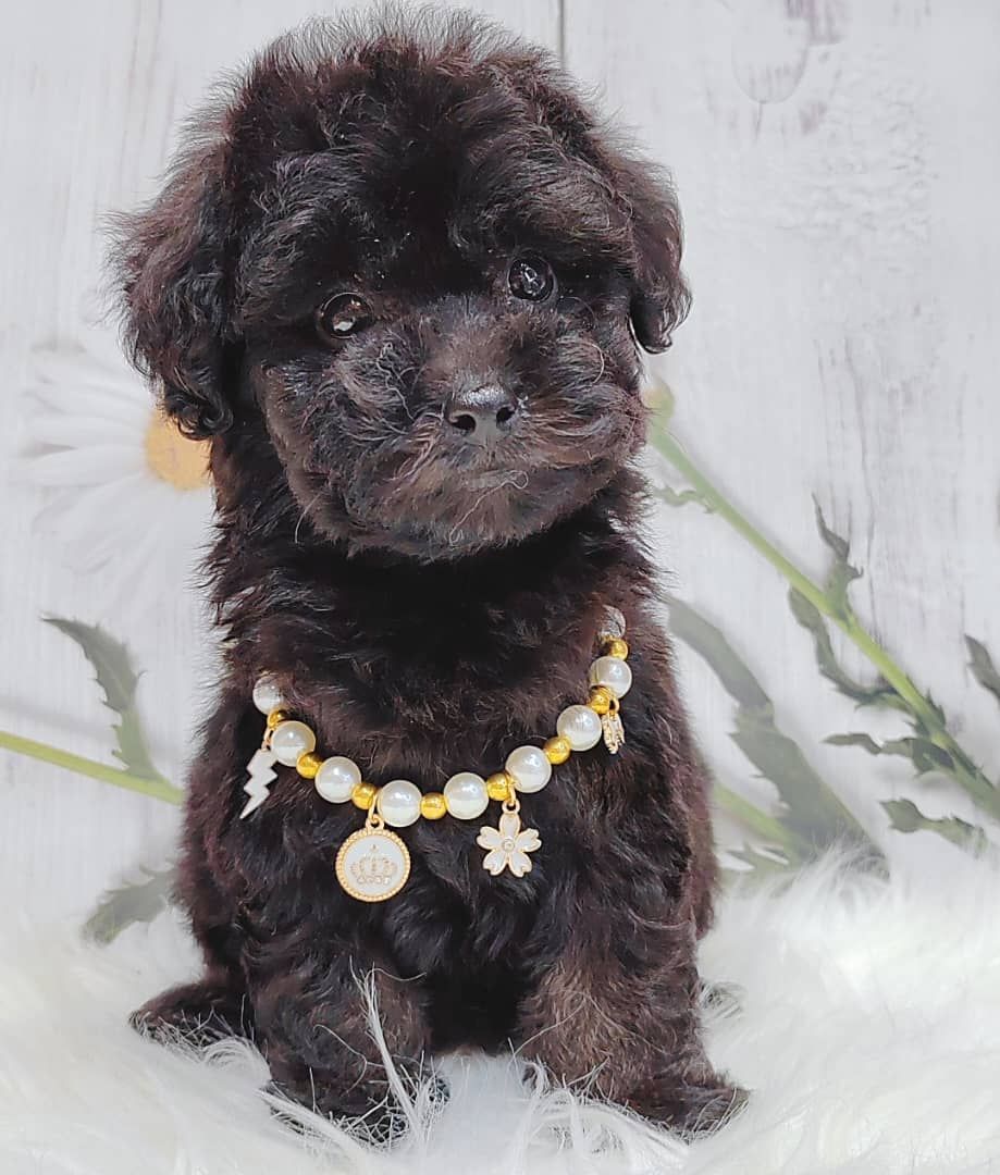 Poodle 娉拌开璐靛