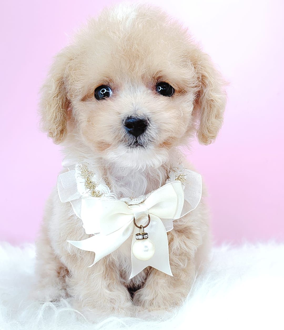 Maltipoo 马尔泰迪