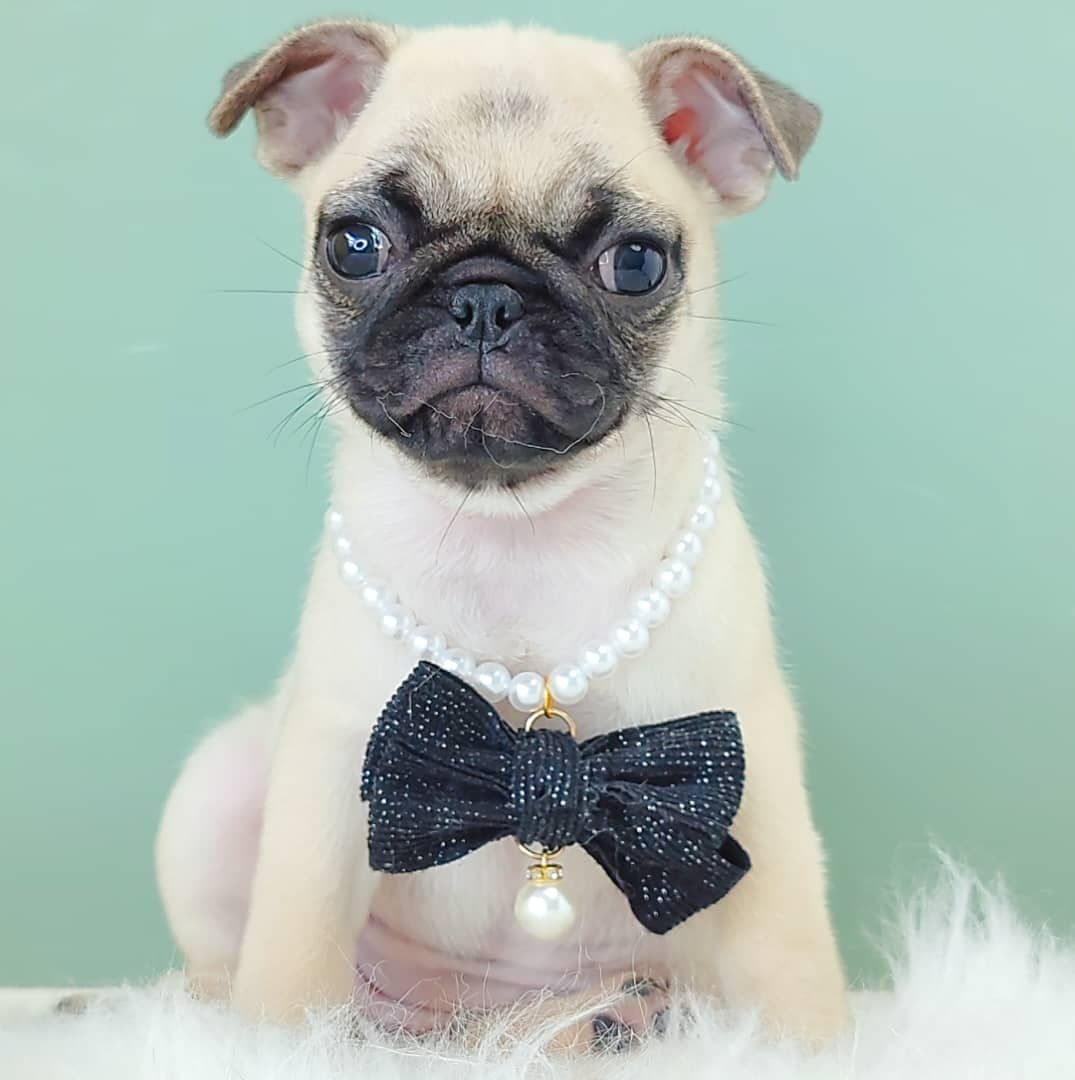 Pug 巴哥