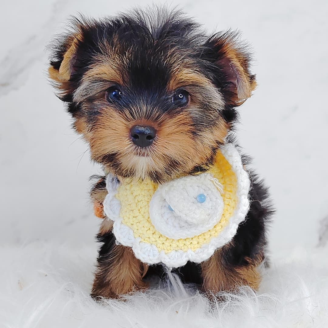 Yorkshire Terrier 约克夏