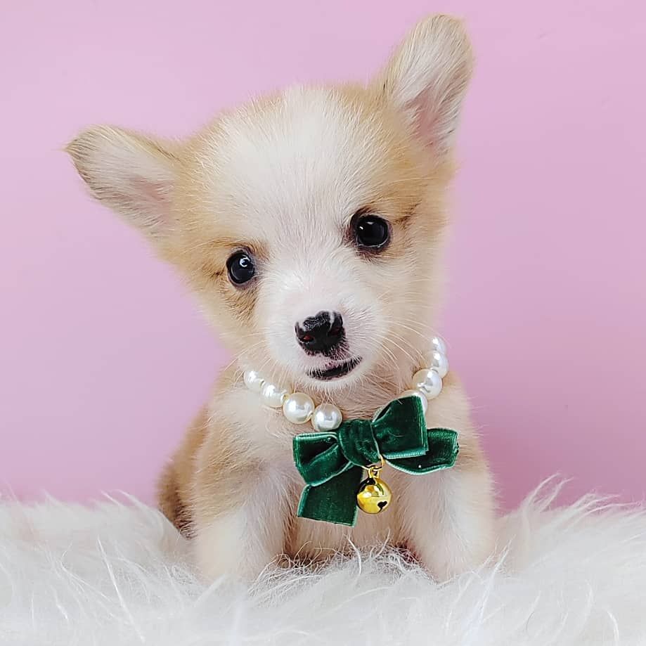 Welsh Corgi 柯基