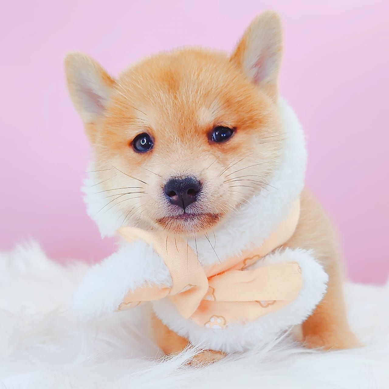 MameShiba Inu 豆柴柴犬