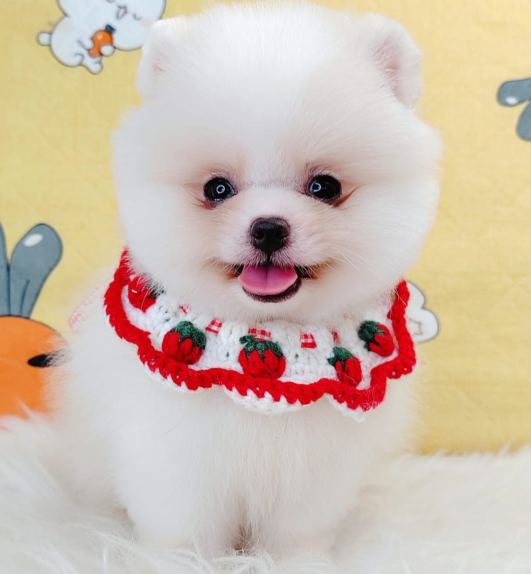 Pomeranian 博美