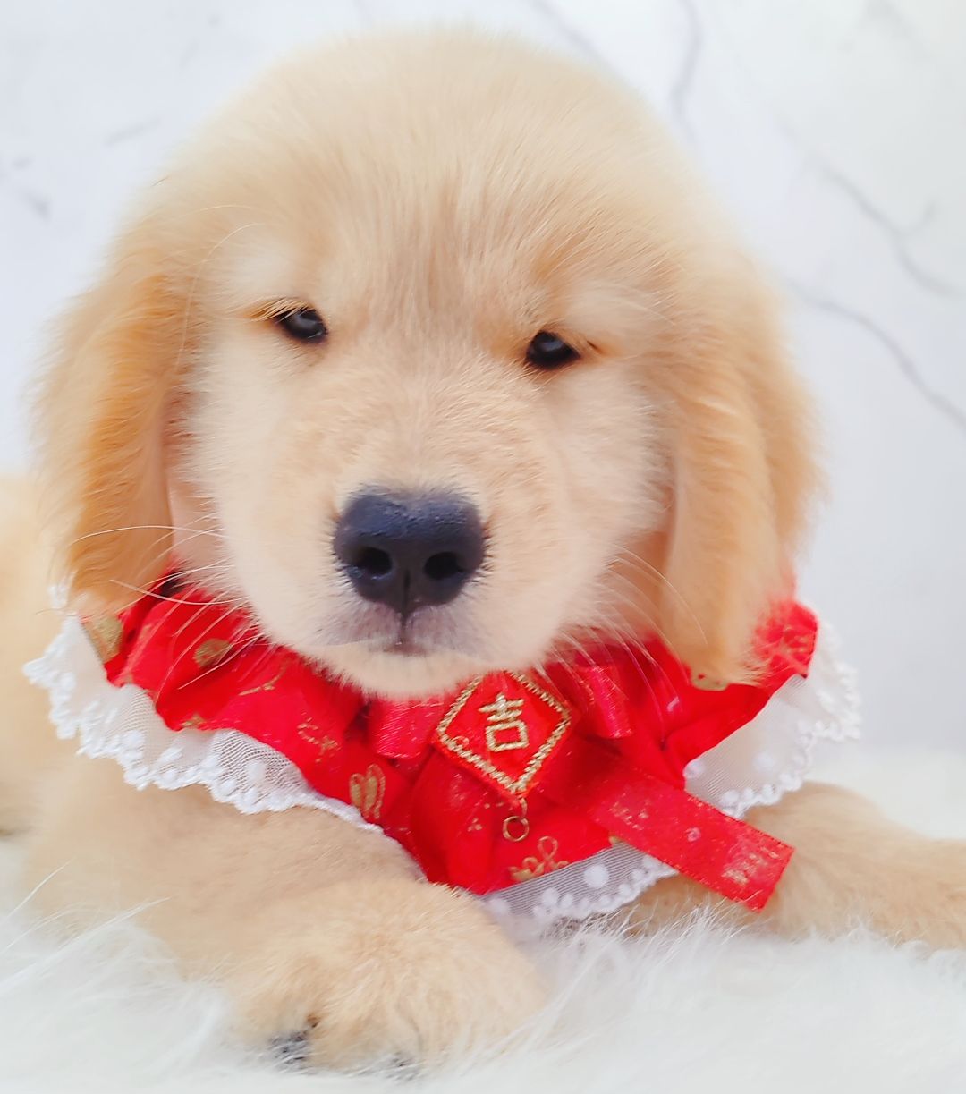 Golden Retriever 黄金猎犬