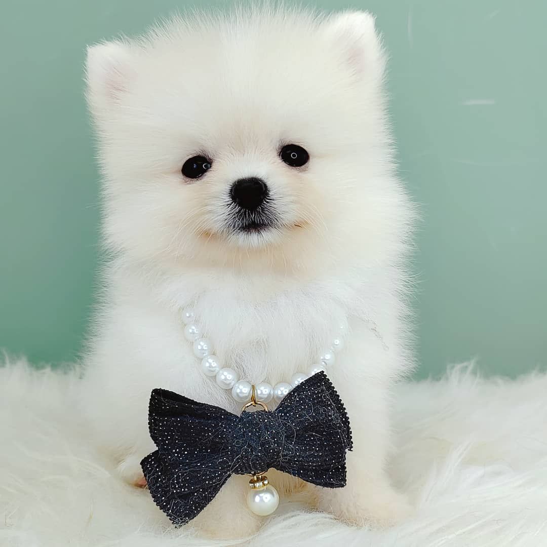 Pomeranian 博美