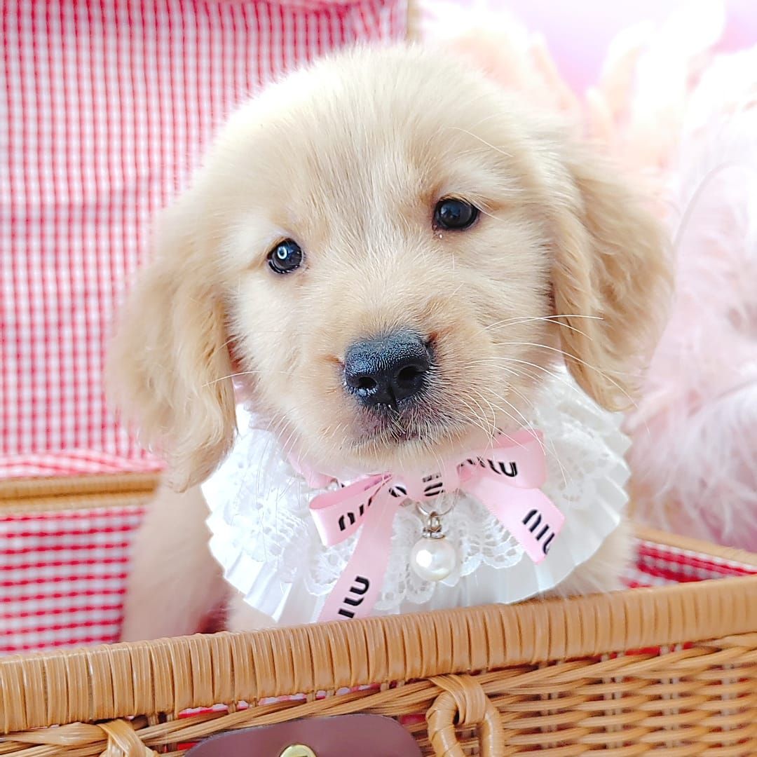 Golden Retriever 黄金猎犬