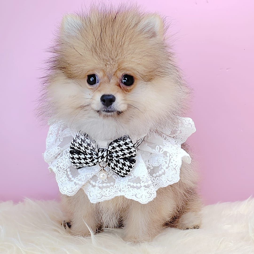 Pomeranian 博美