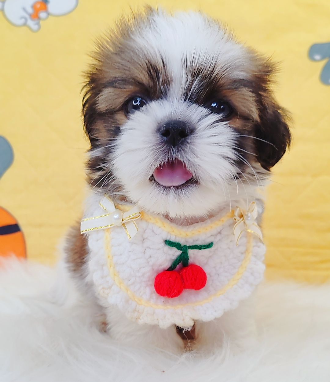 Shih Tzu 西施