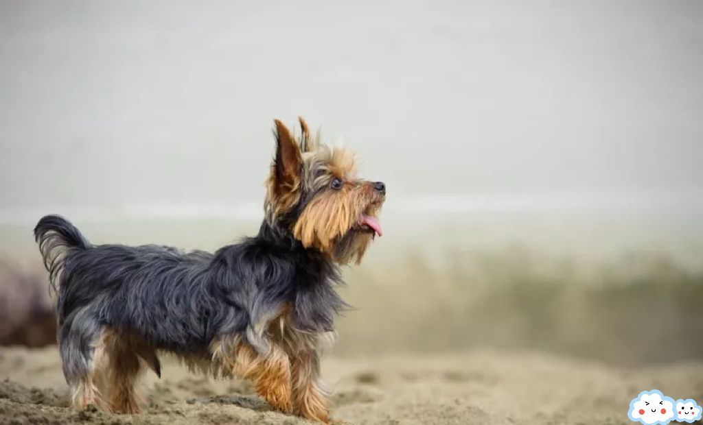 Yorkshire Terrier 约克夏