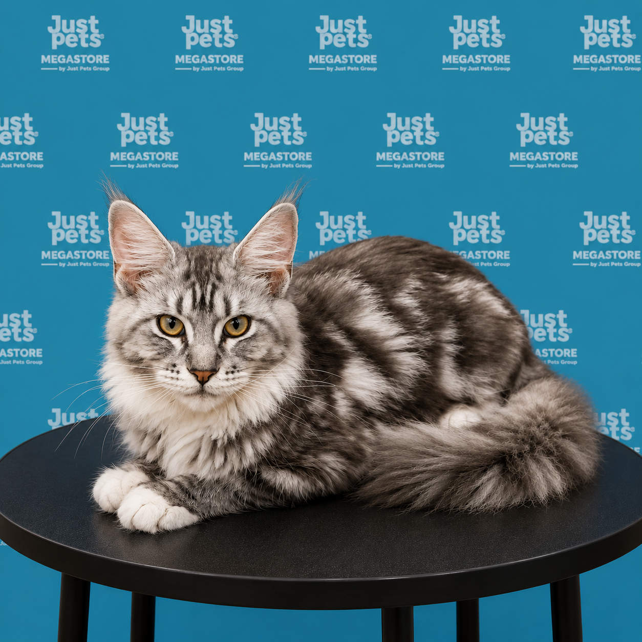 Mainecoon