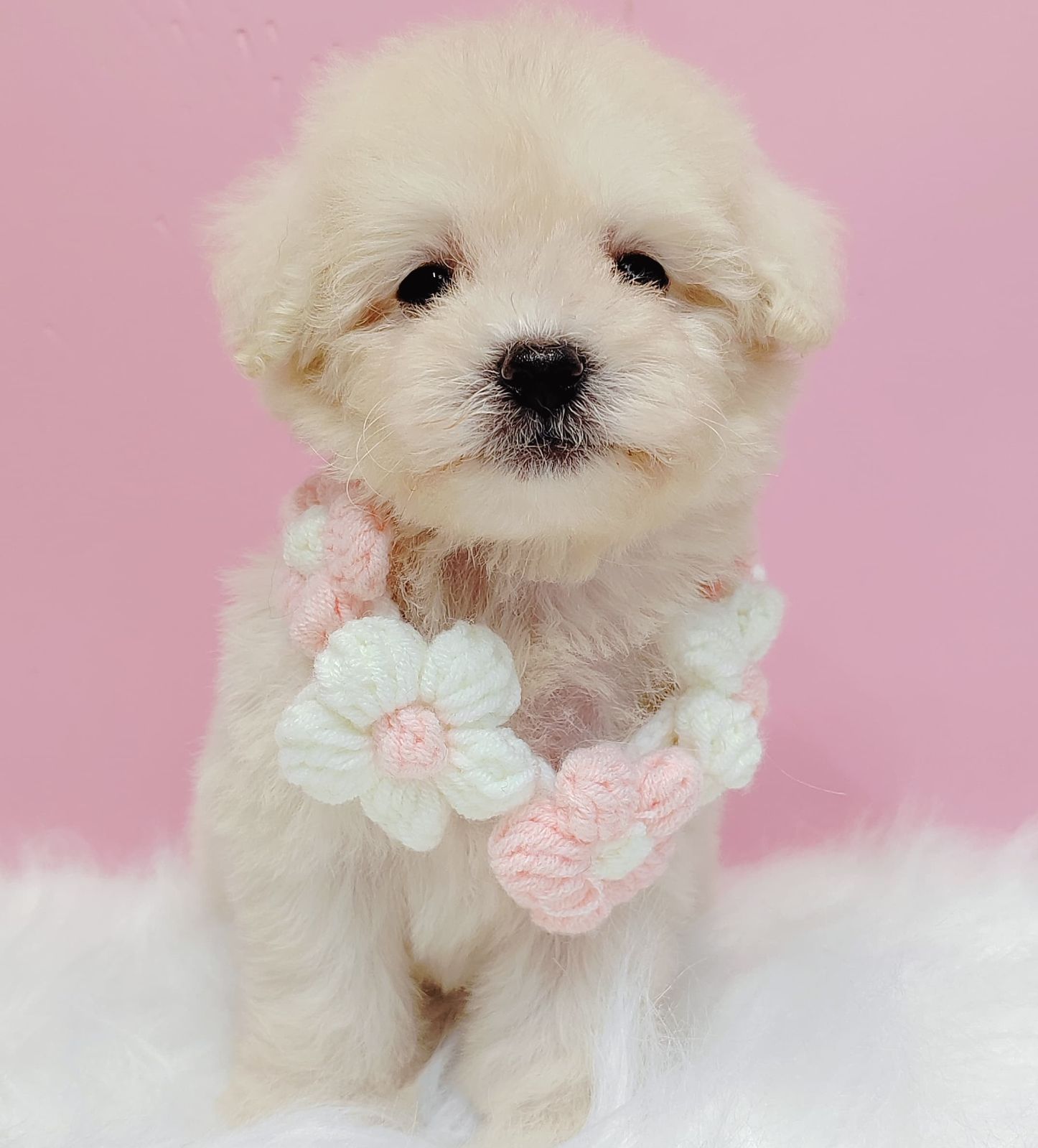 Maltipoo 马尔泰迪