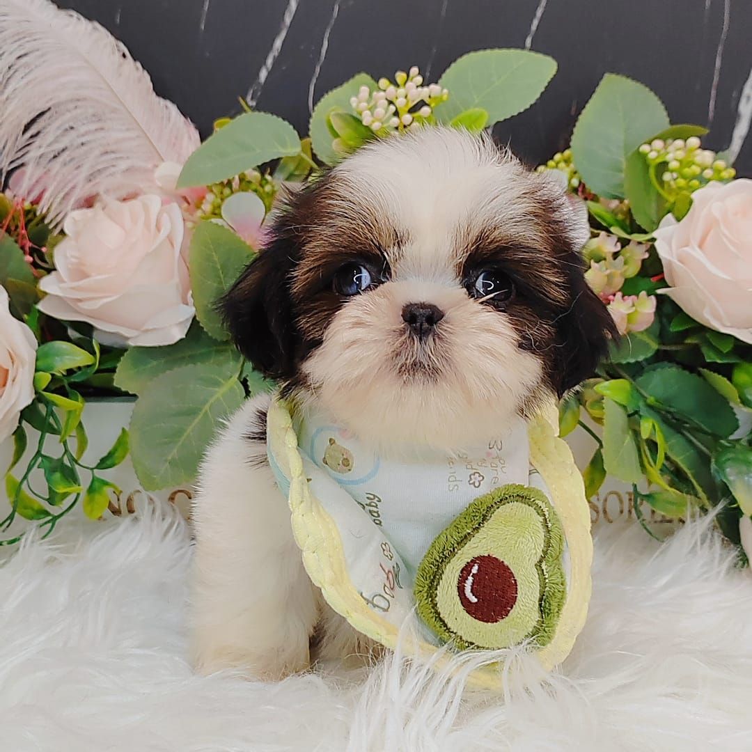  Shih Tzu 西施