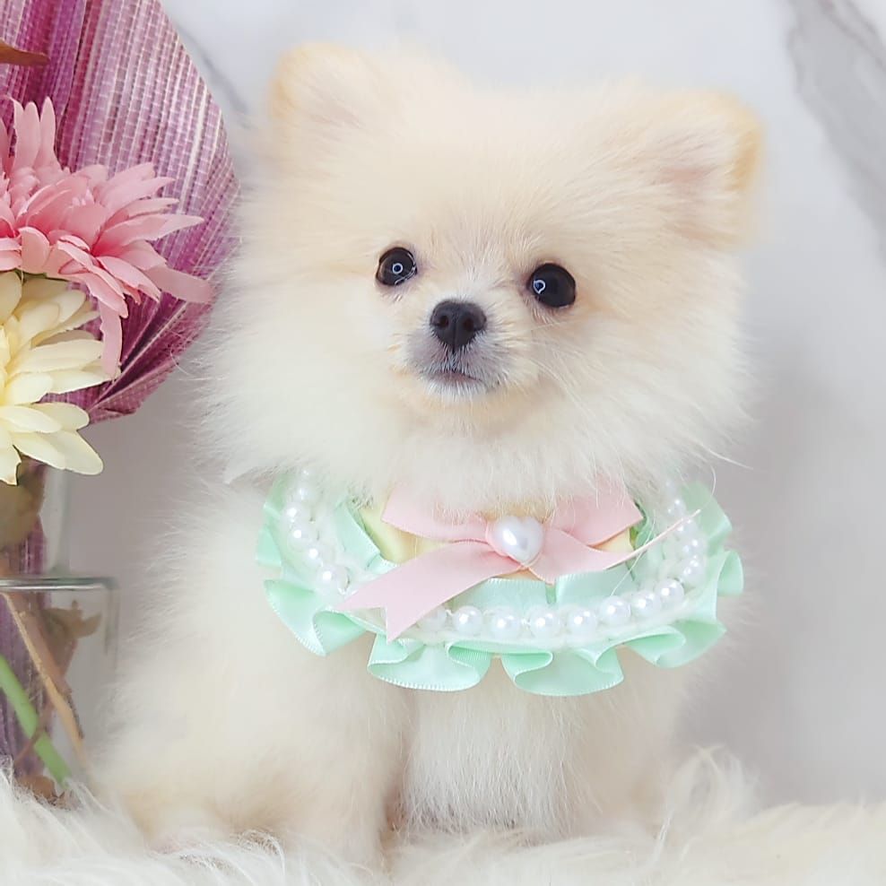 Pomeranian 博美