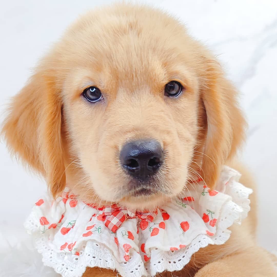 Golden Retriever 黄金猎犬