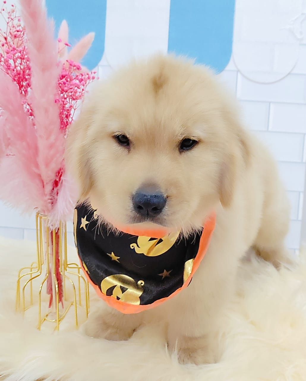 Golden Retriever 黄金猎犬