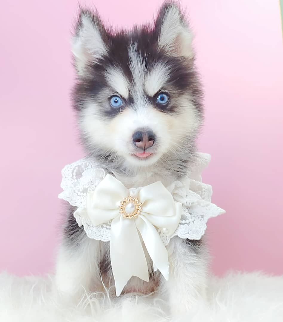 Wooly Husky 哈士奇