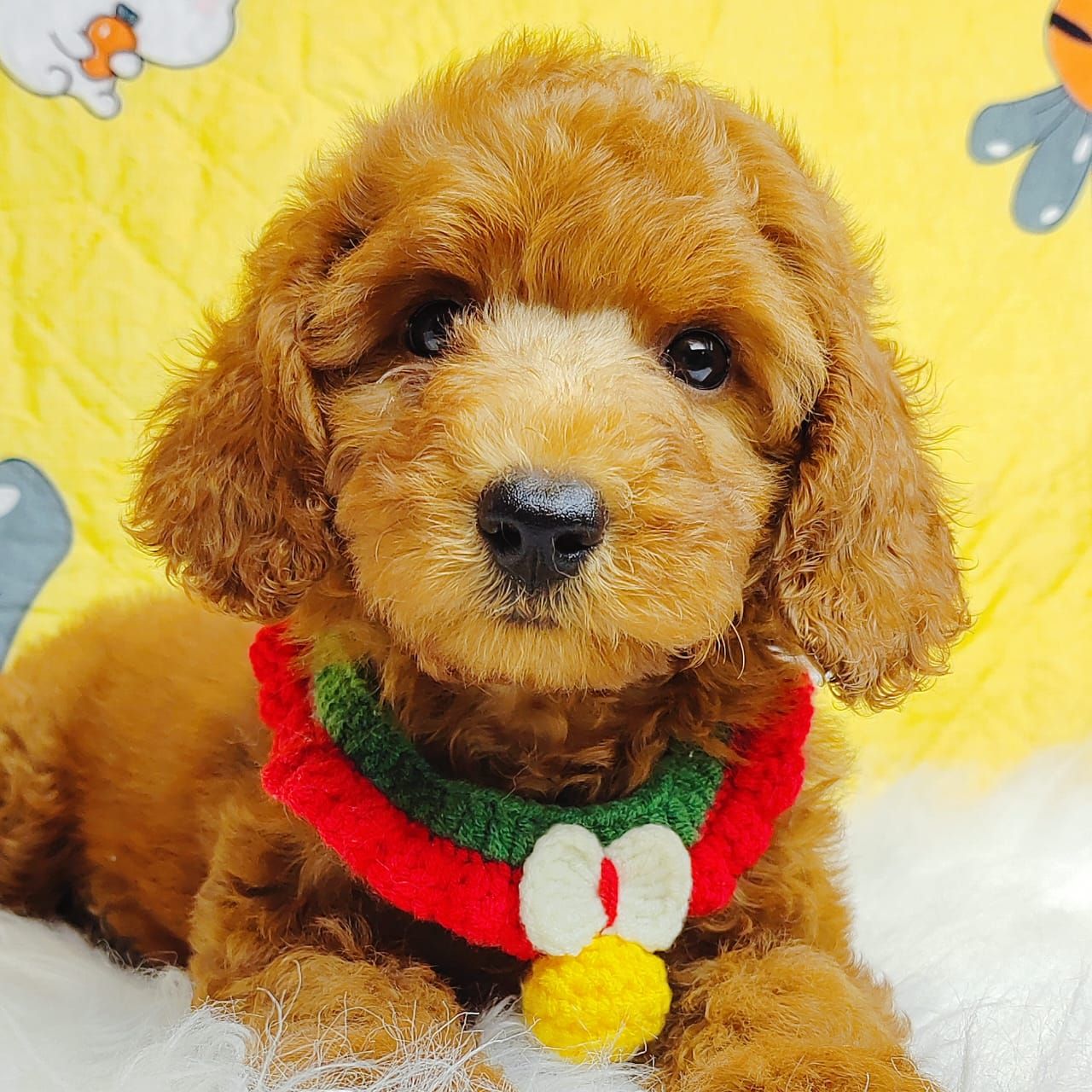 Poodle 娉拌开璐靛