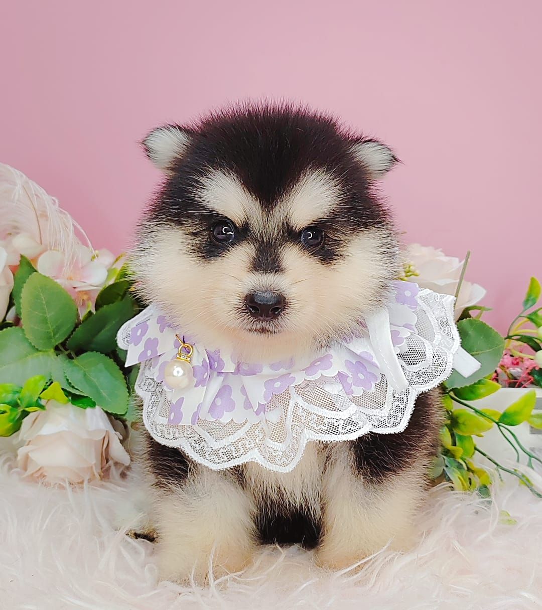 Pomsky 博士奇