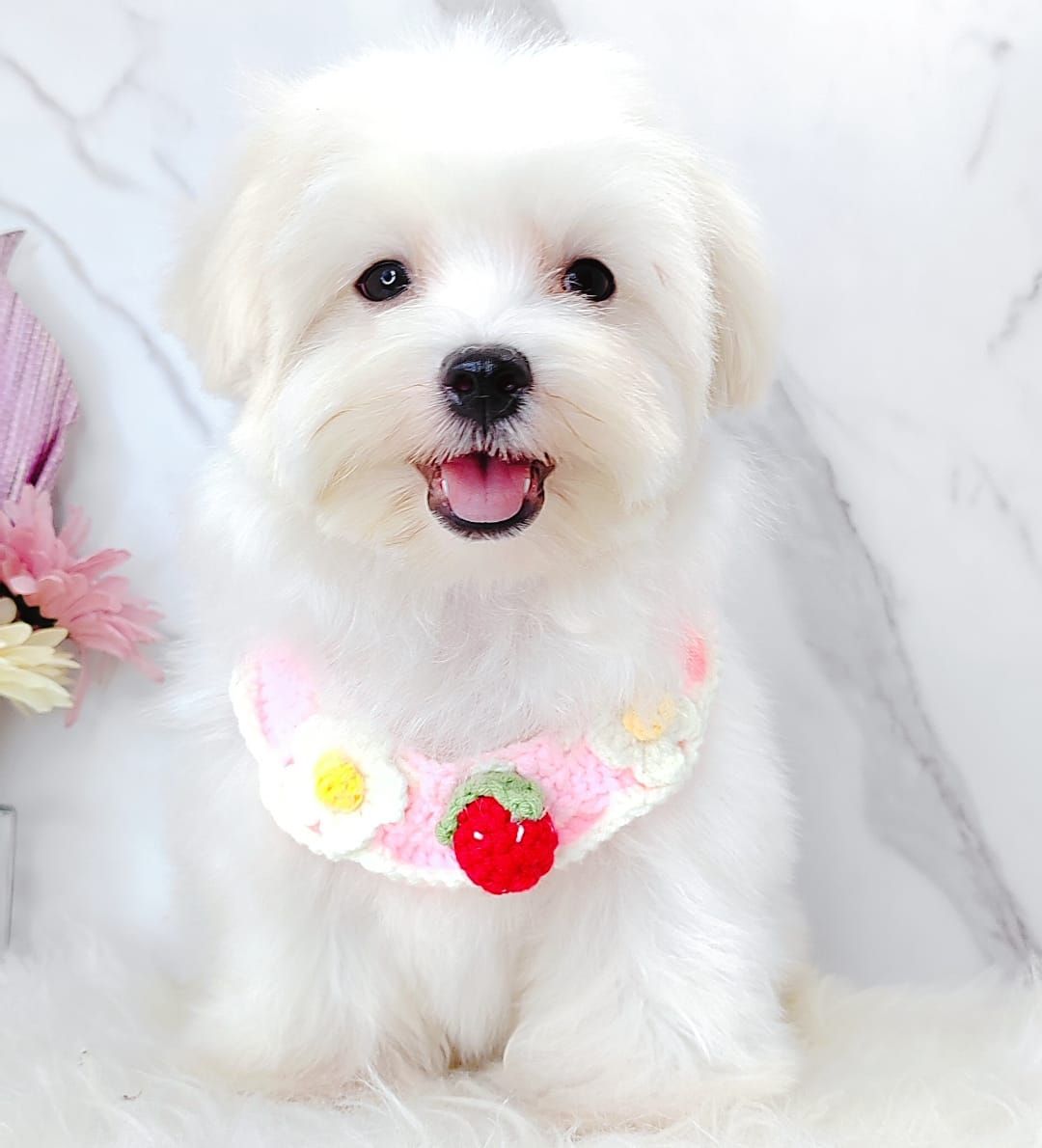 Maltese 马尔济斯