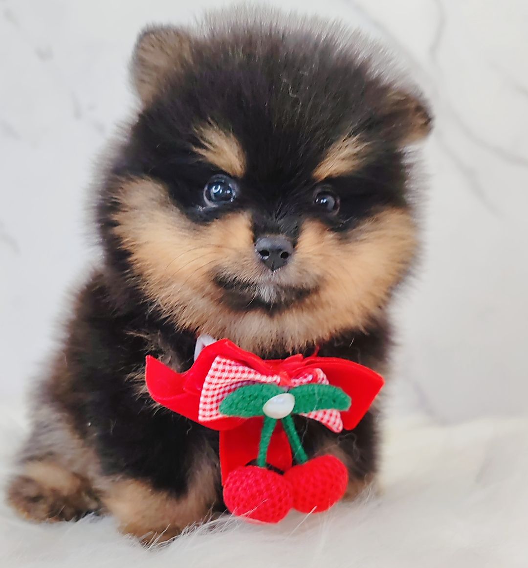 Pomeranian 博美