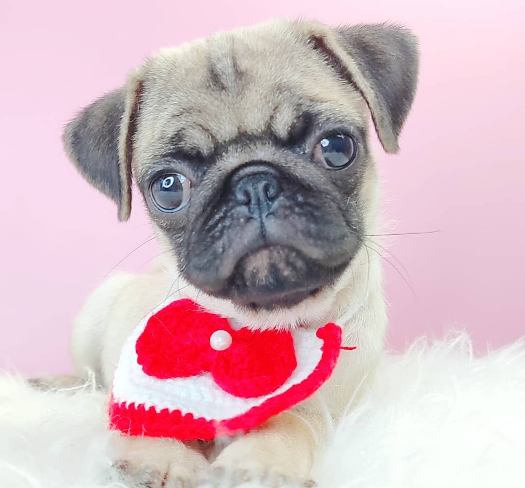 Pug 巴哥