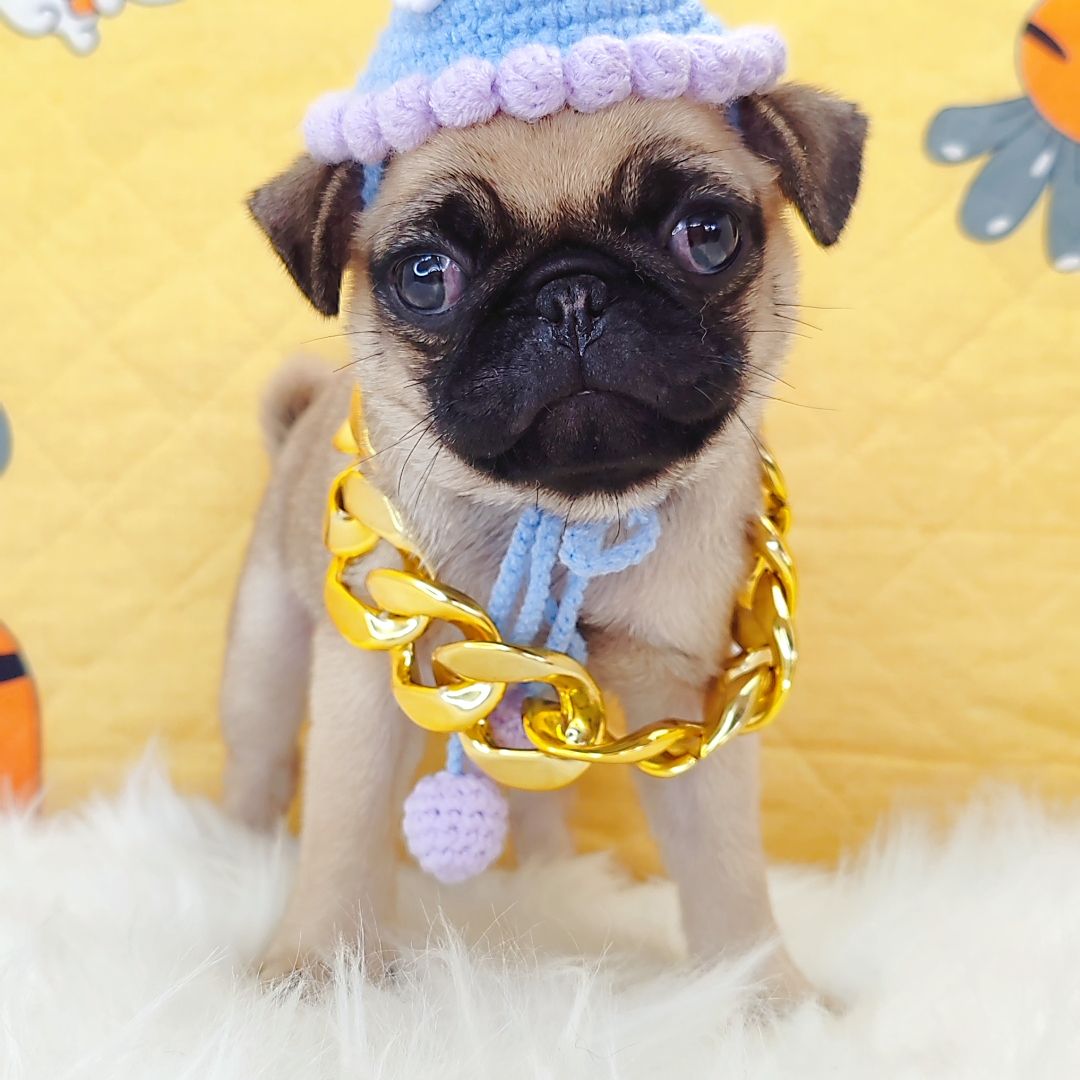 Pug 巴哥