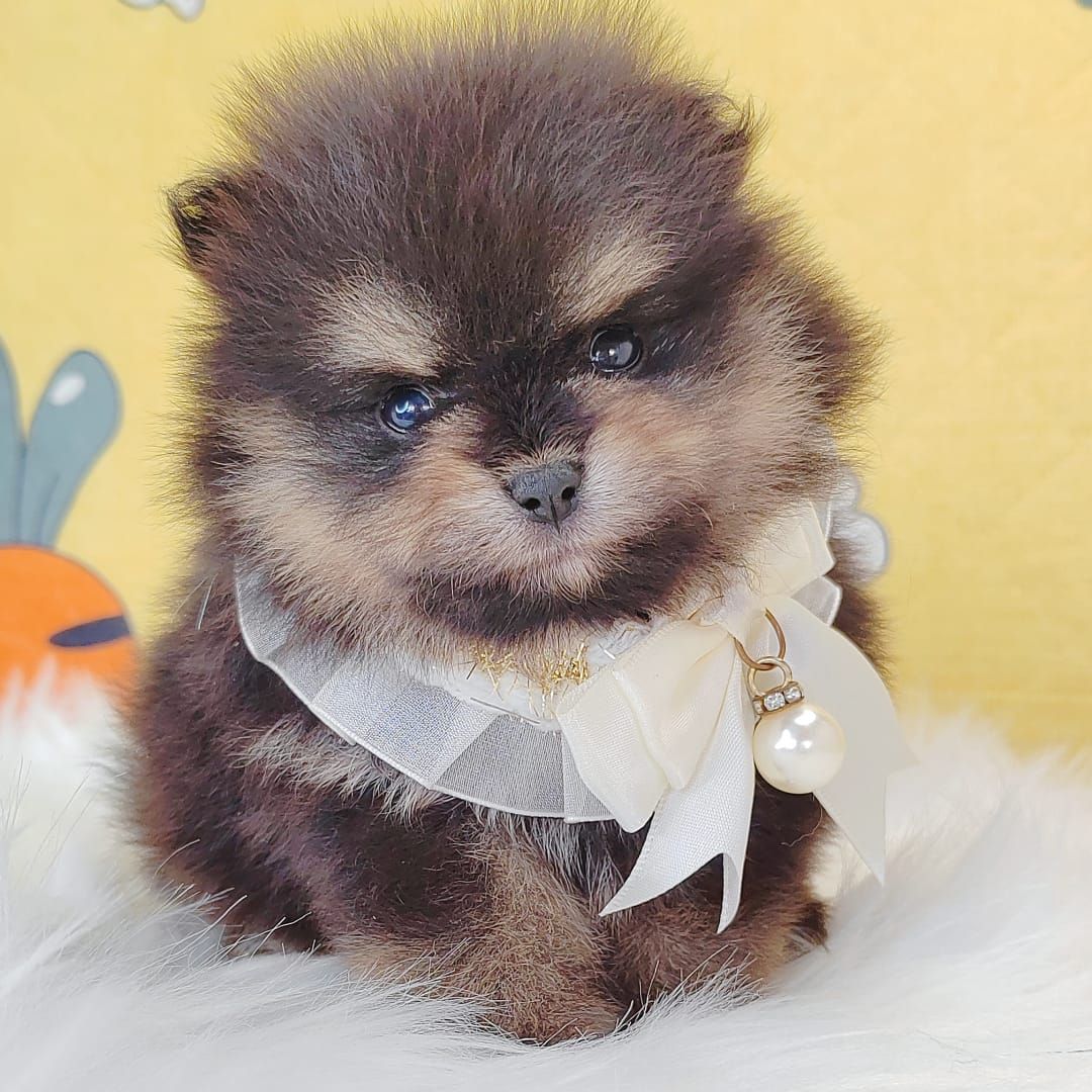 Pomeranian 博美