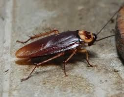 Cockroach Service