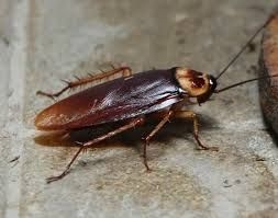 Cockroach Service