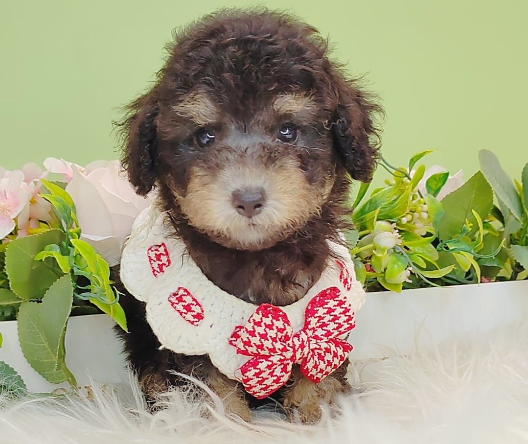Poodle 娉拌开璐靛