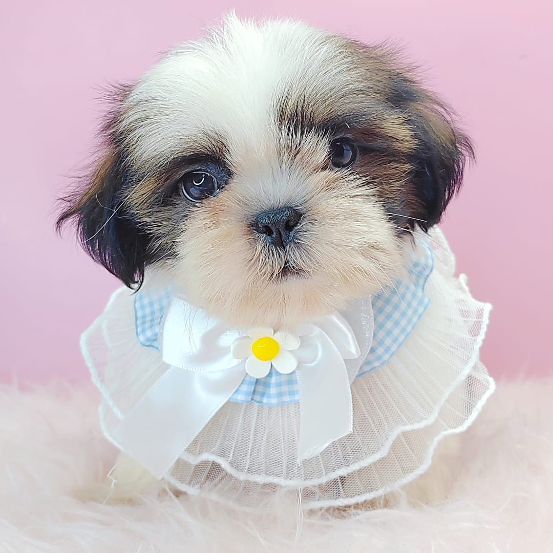Shih Tzu 西施