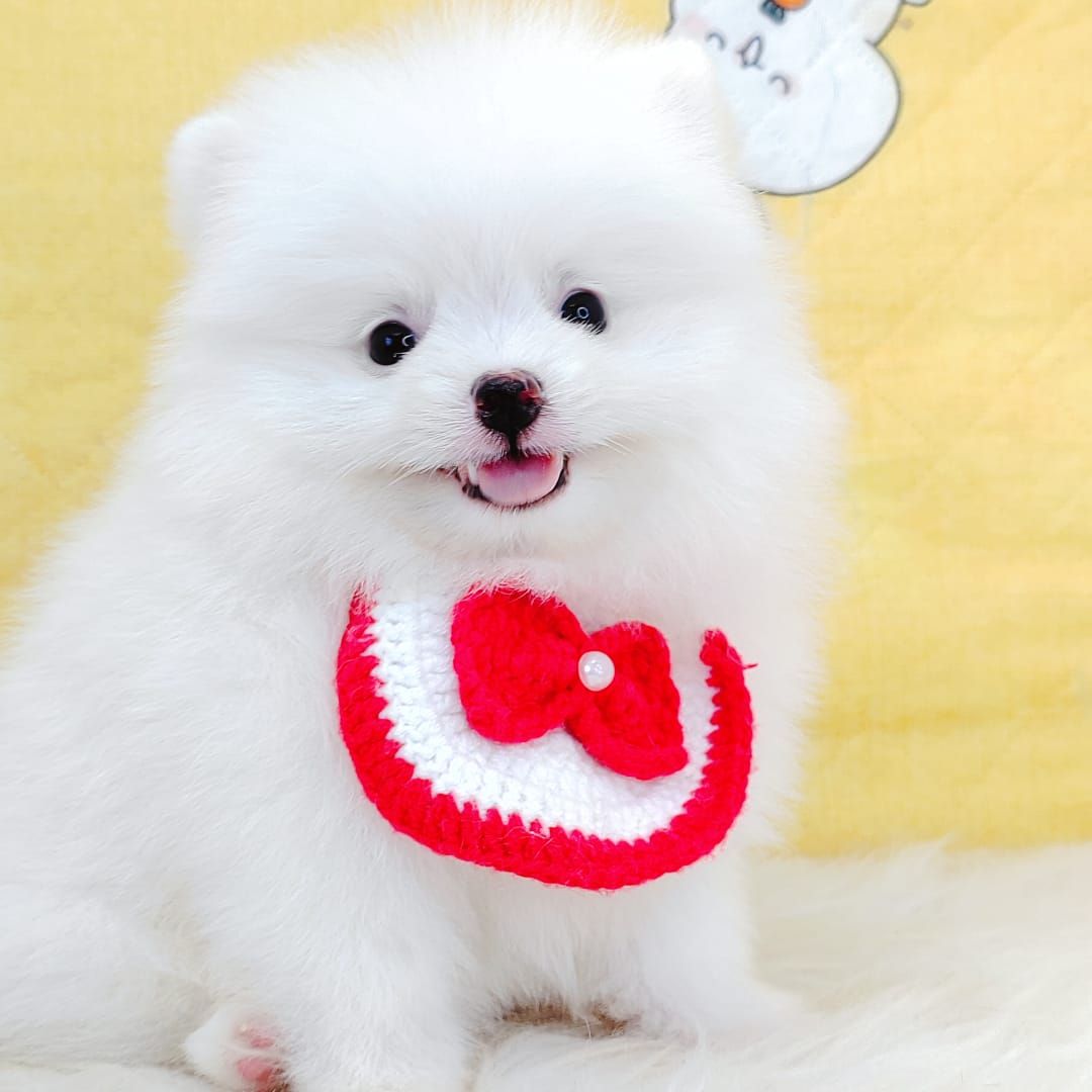 Pomeranian 博美