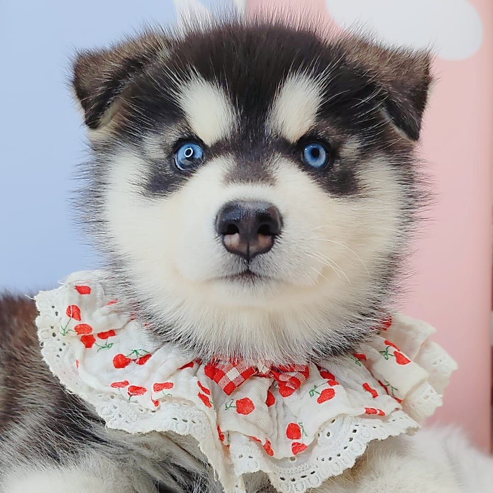 Wooly Husky 哈士奇