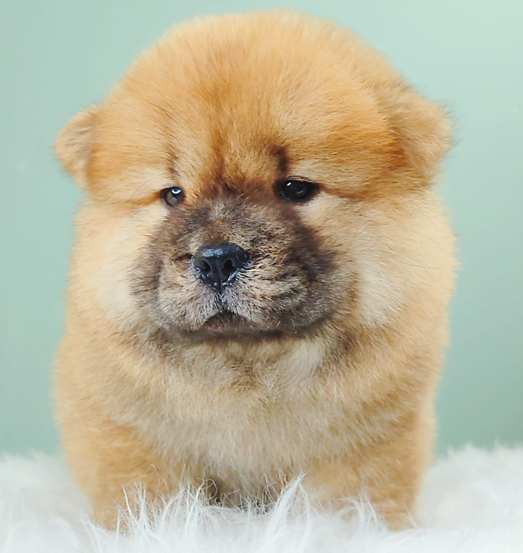 Chow Chow 松狮犬