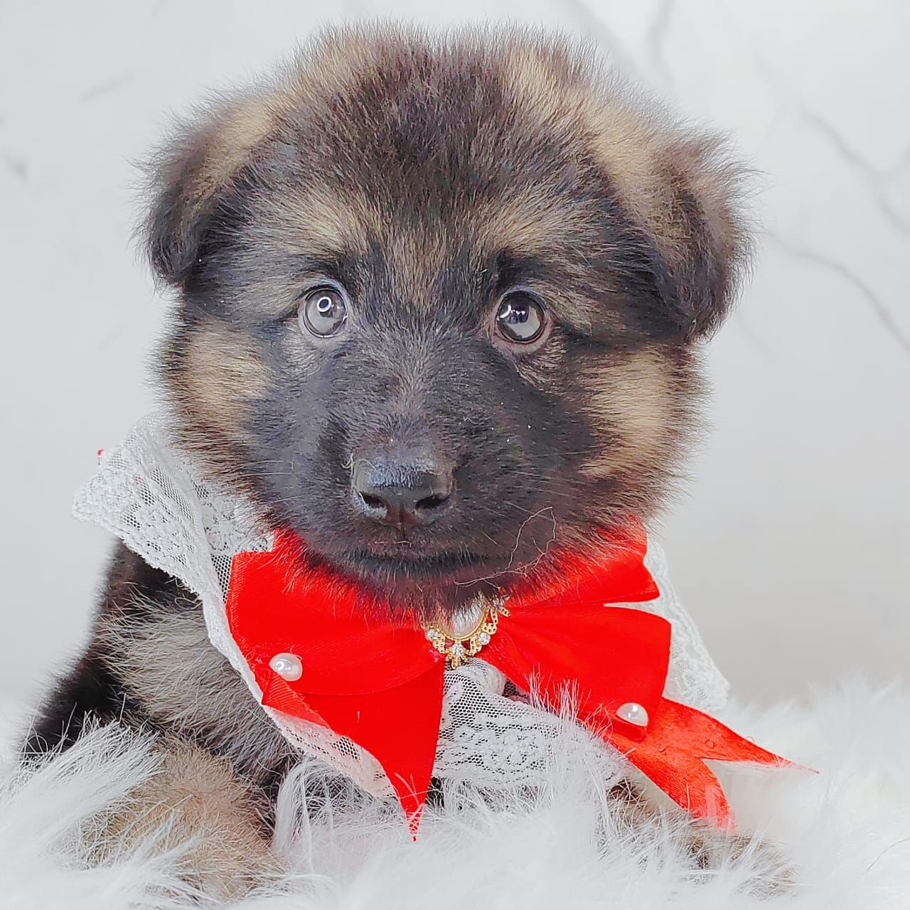 German Shepherd 德国牧羊犬