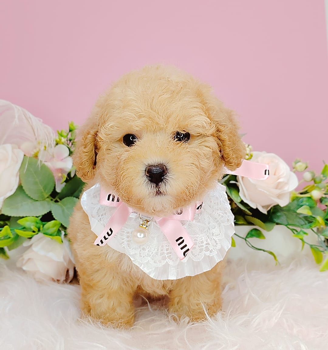 Poodle 娉拌开璐靛