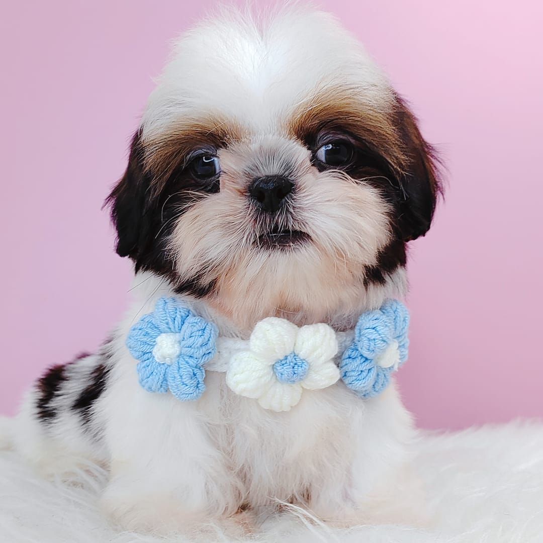 Shih Tzu 西施