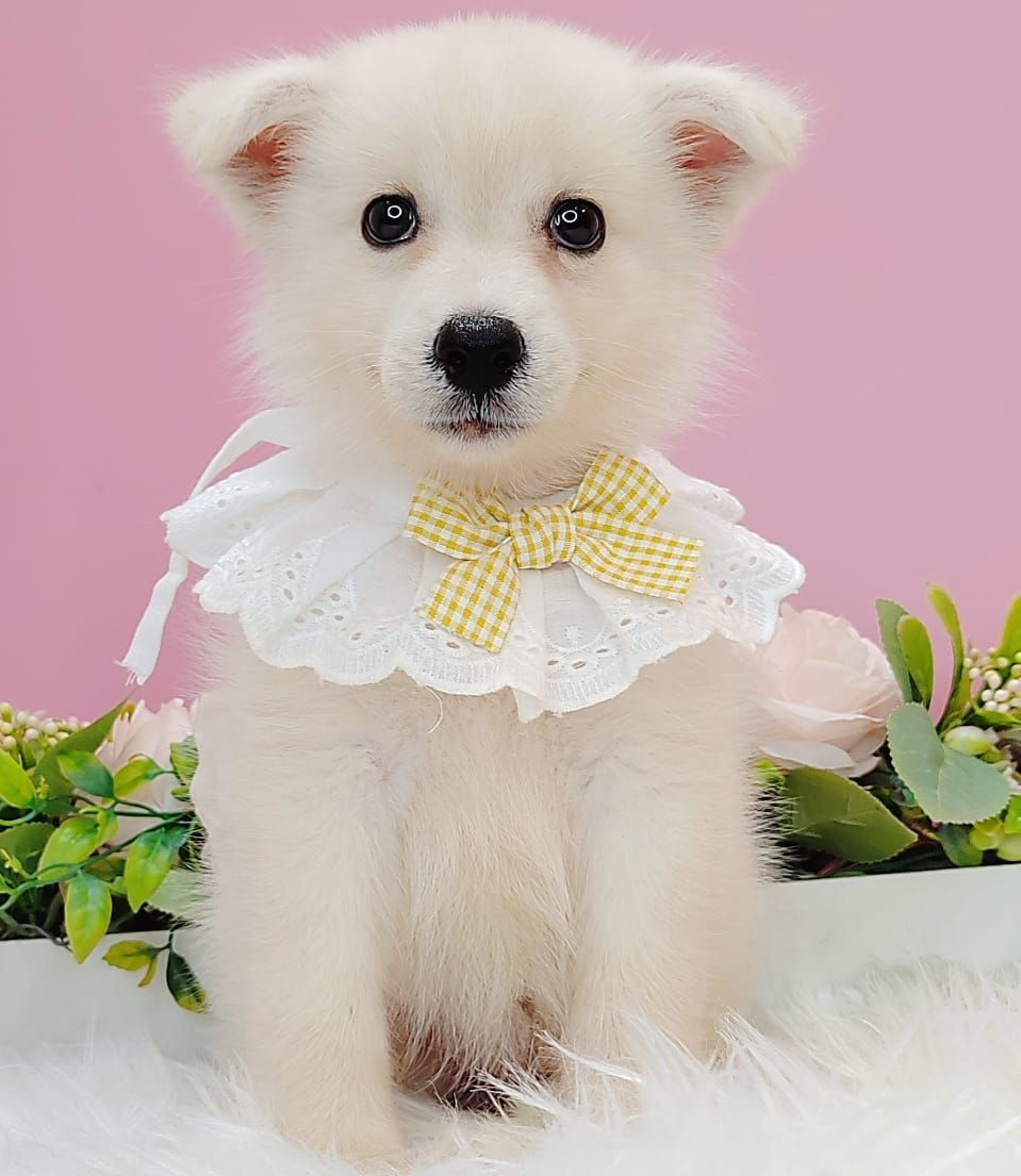 Pomsky 博士奇
