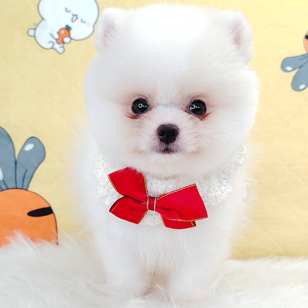Pomeranian 博美