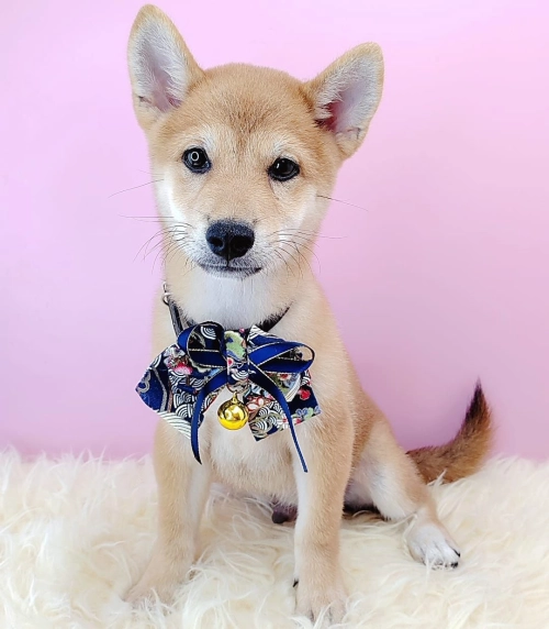  Shiba Inu Ȯ - FURGATHER DESTINY PET HOUSE