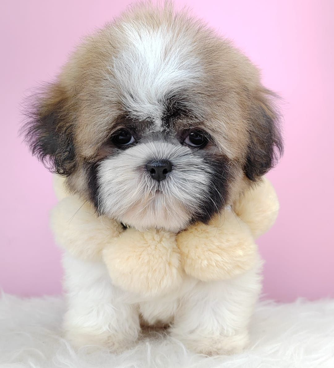 Shih Tzu 西斯