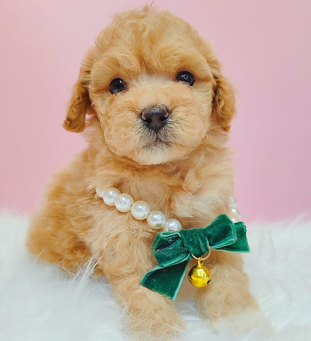 Maltipoo 马尔泰迪