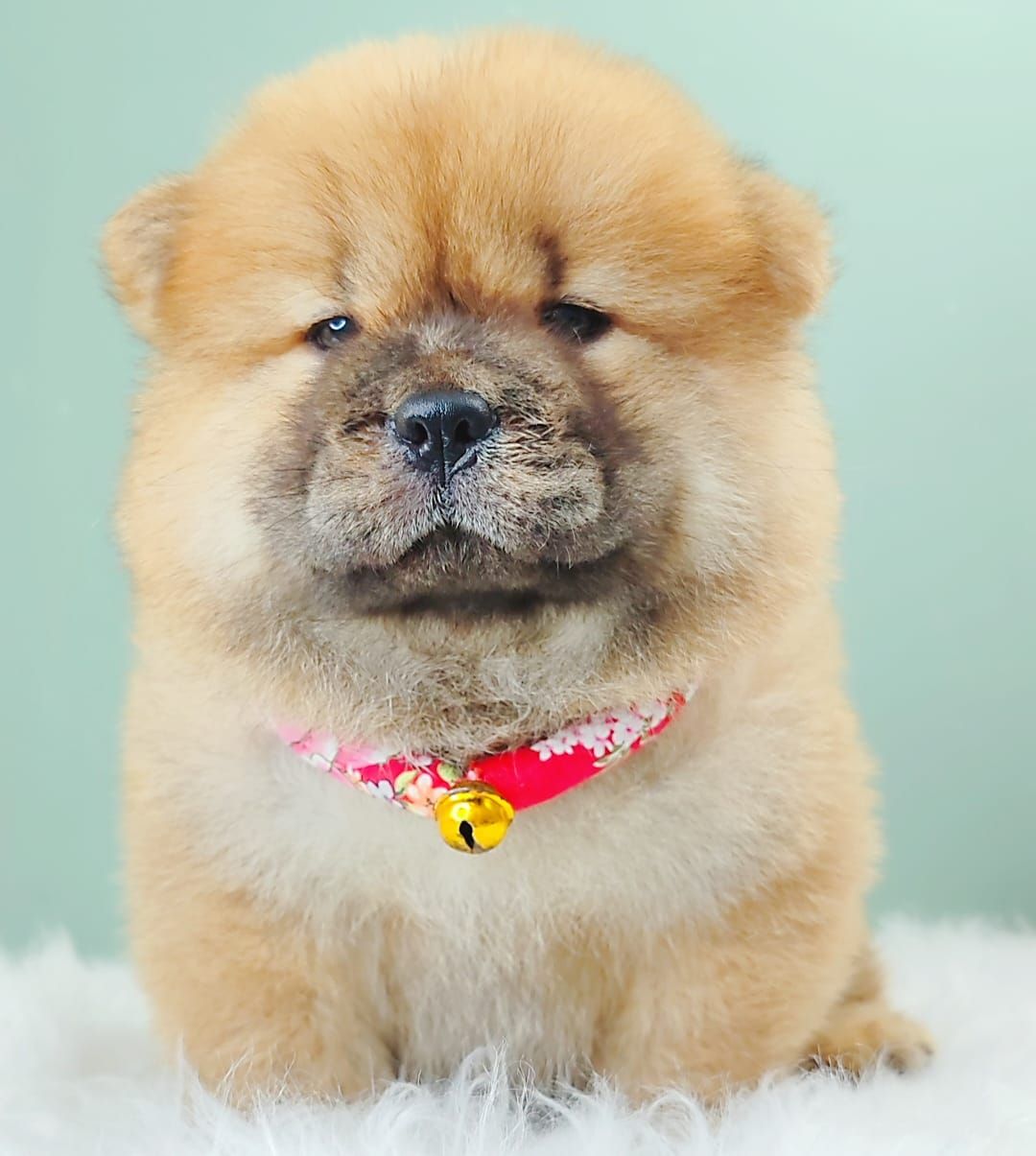 Chow Chow 松狮犬