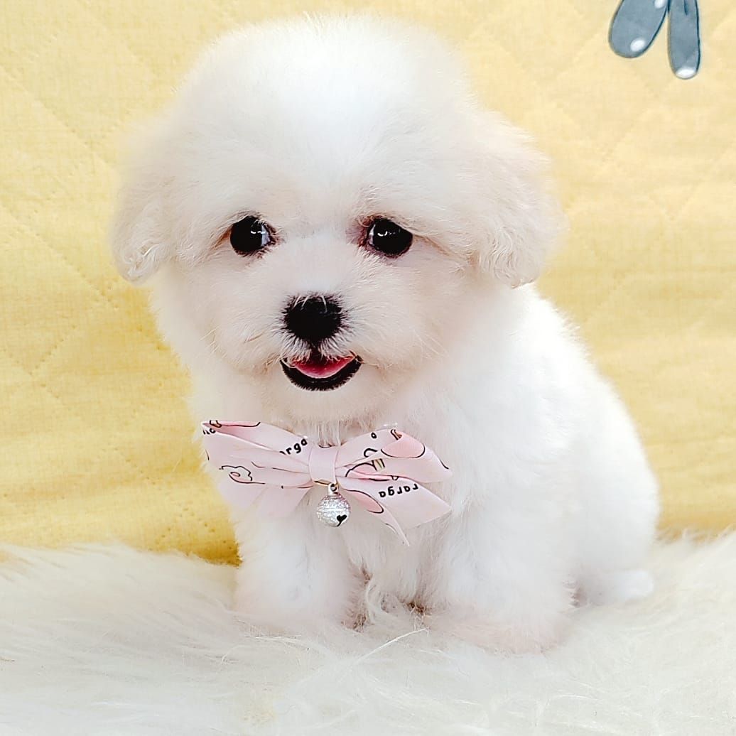 Poochon 泰迪熊