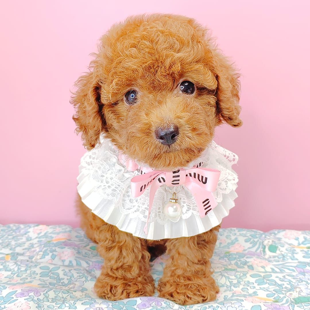 Poodle 娉拌开璐靛