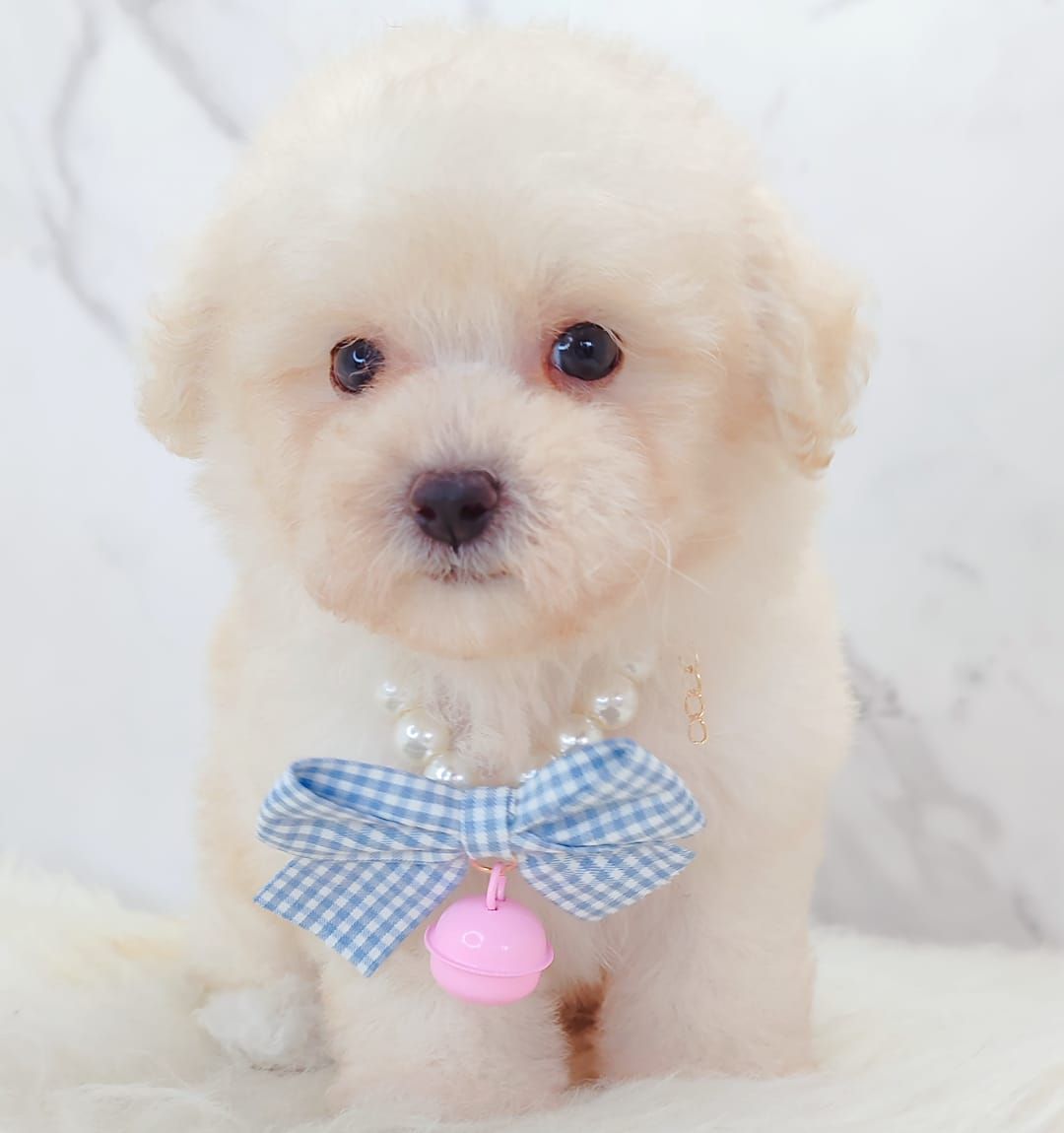 Poodle 娉拌开璐靛