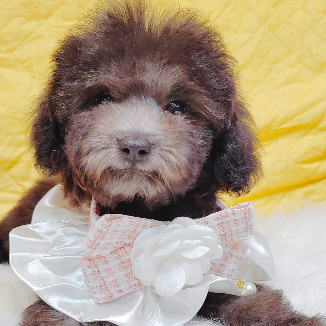 Poodle 娉拌开璐靛